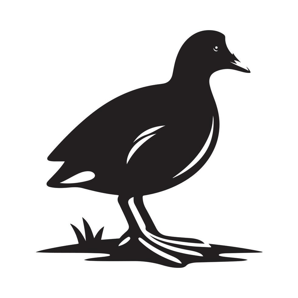 Premium Common Moorhen Silhouette Graphics for Download vector