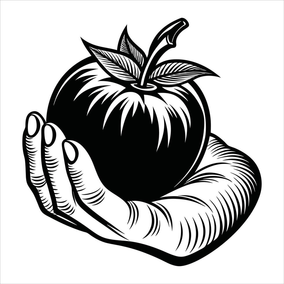 Woman S Hand Holding a Tomato vector