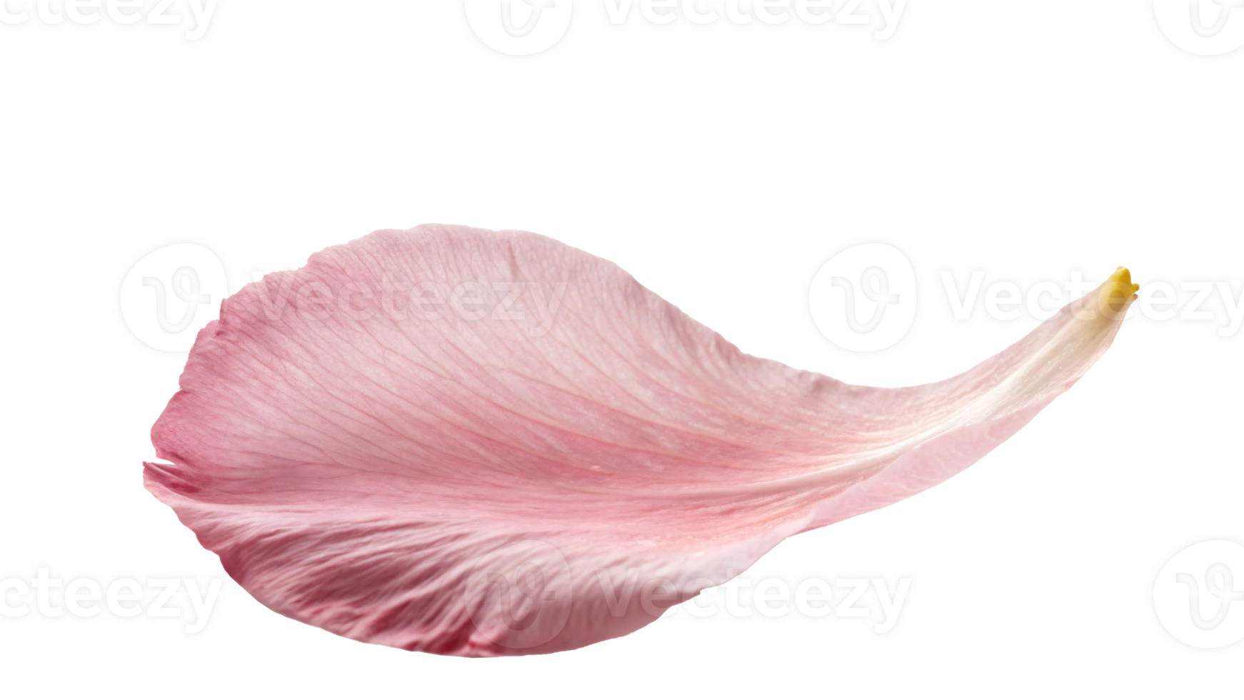 Célibataire rose fleur pétale avec délicat texture et doux teintes, symbolisant la nature et élégance png