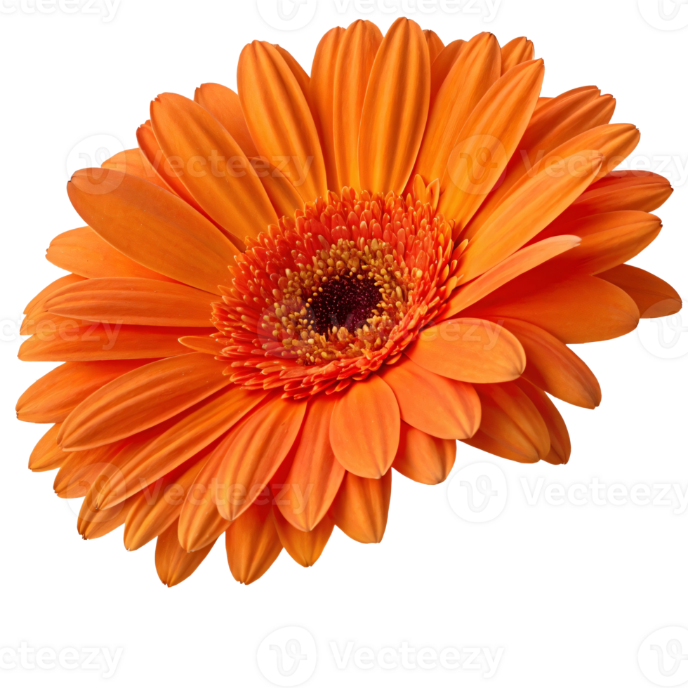 Vibrant orange gerbera daisy flower in full bloom, with detailed petals and center, concept of beauty png