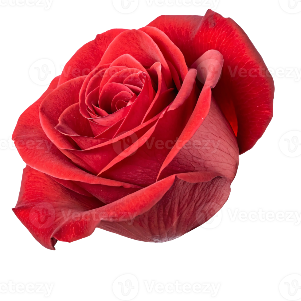 Detailed close-up of a vibrant red rose, showcasing its intricate petals, symbolizing love and passion png