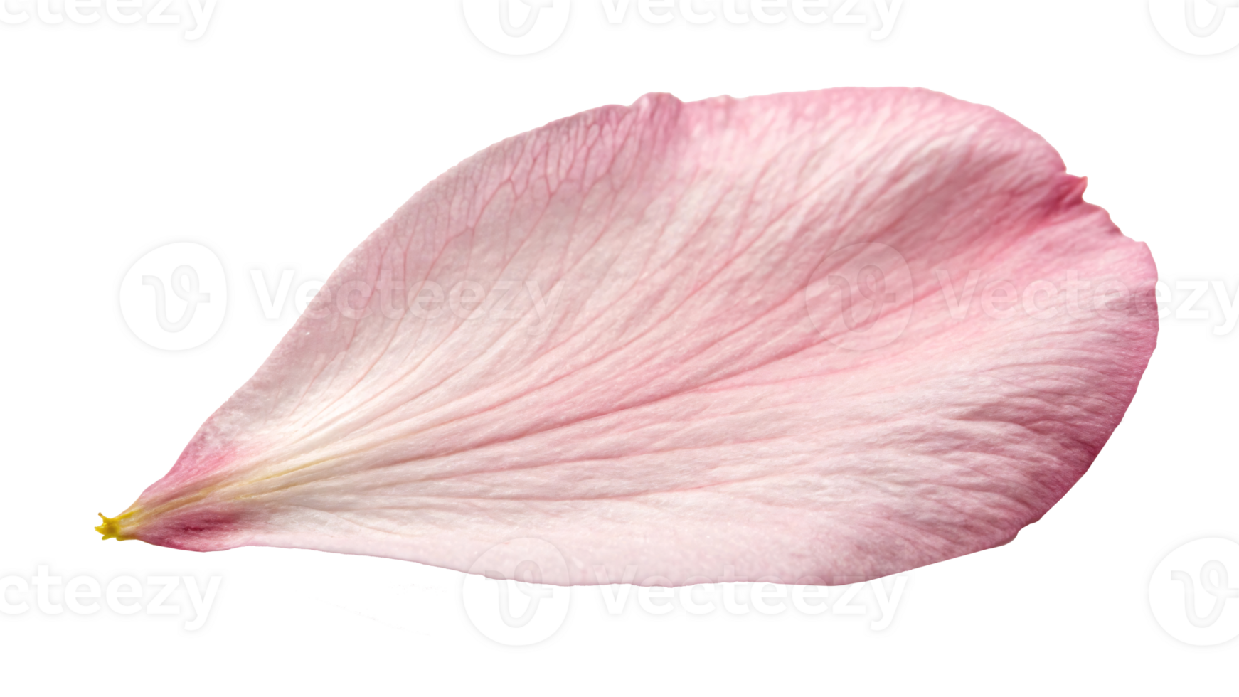 A close-up of a delicate pink flower petal with natural textures and veining, symbolizing beauty png