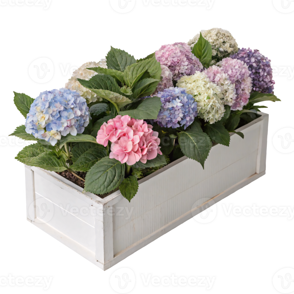 Blooming hydrangeas in various pastel hues placed in a white wooden planter box, symbolizing elegance png