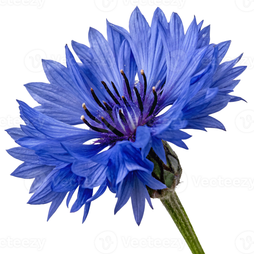 Close-up of a vibrant blue cornflower with intricate petals and detailed textures, concept of nature png
