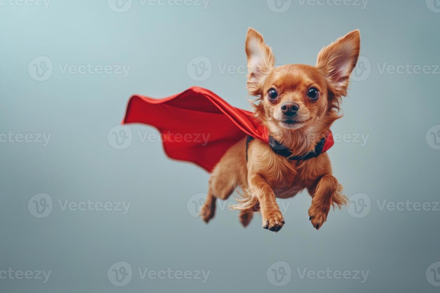 Adventurous Chihuahua in a red superhero cape leaps into action against a blue backdrop. photo