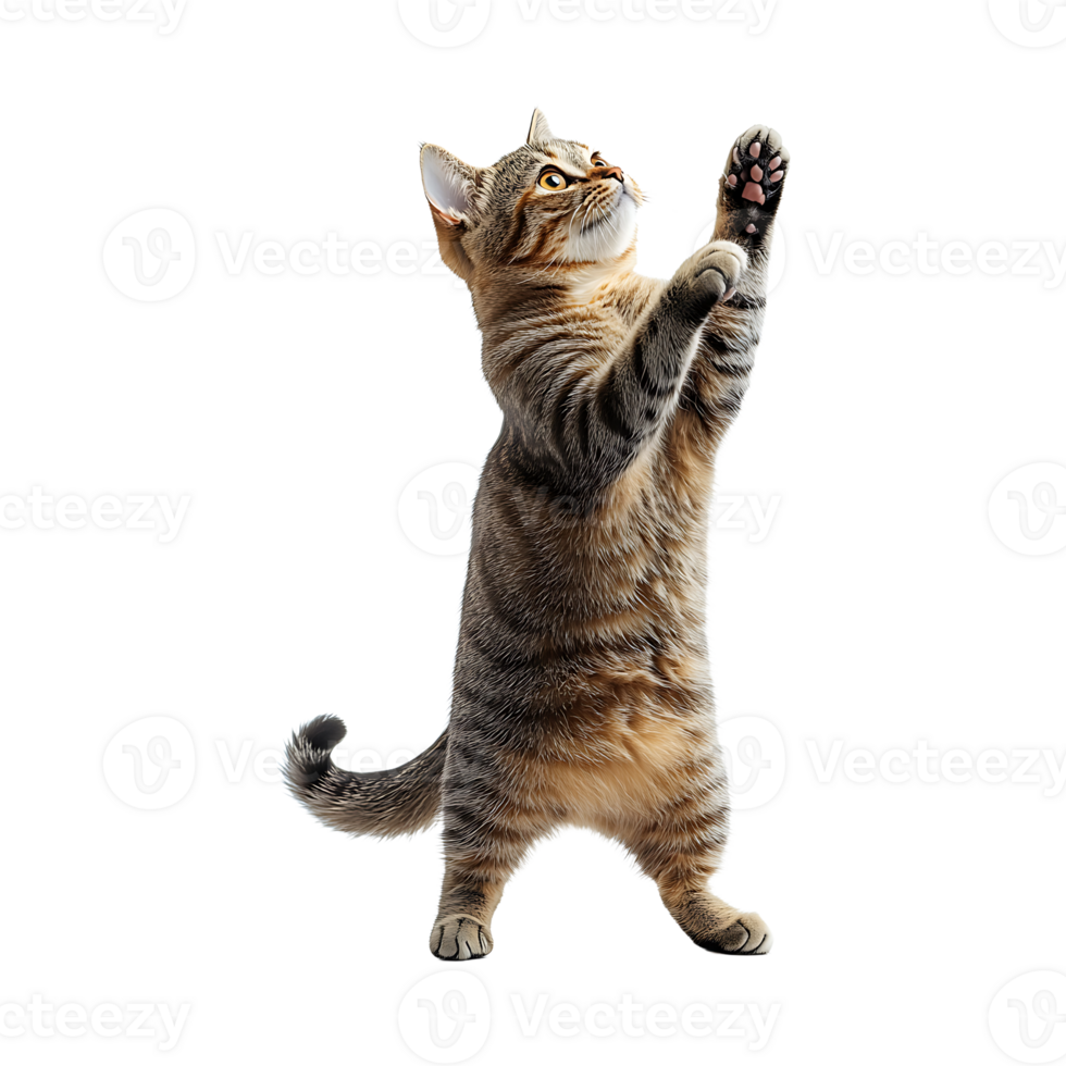 A cat reaching up to catch a ball png