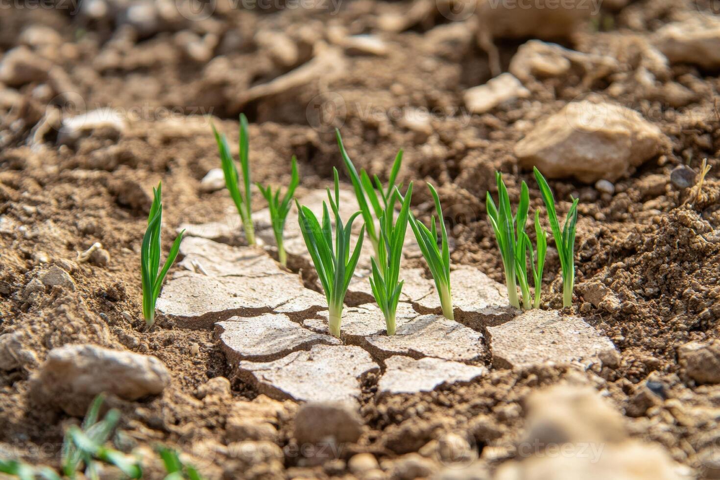 Young green sprouts emerging from dry, cracked soil symbolize resilience and growth. photo