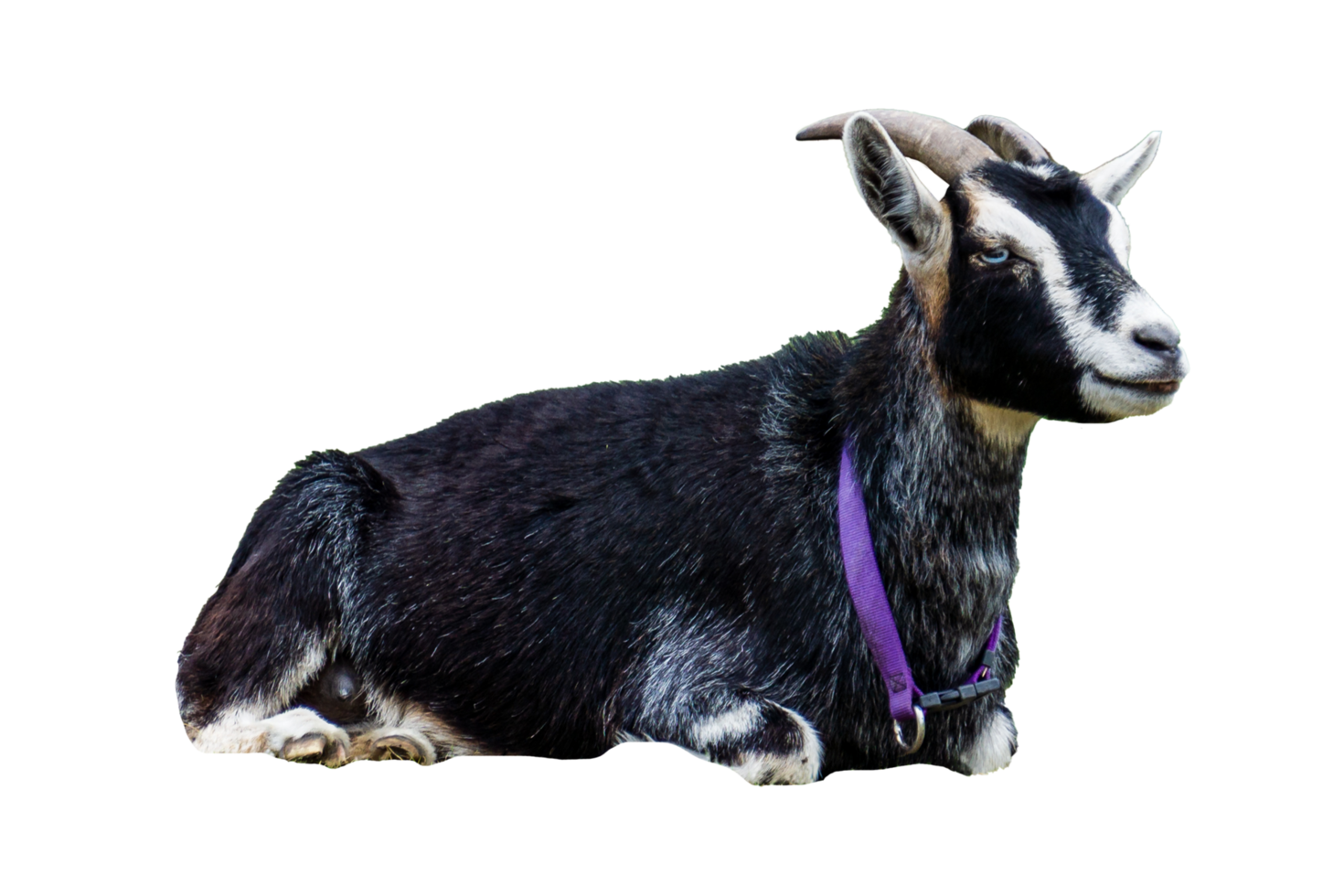 Black goat image for Eid ul Adha qurbani on transparent image png