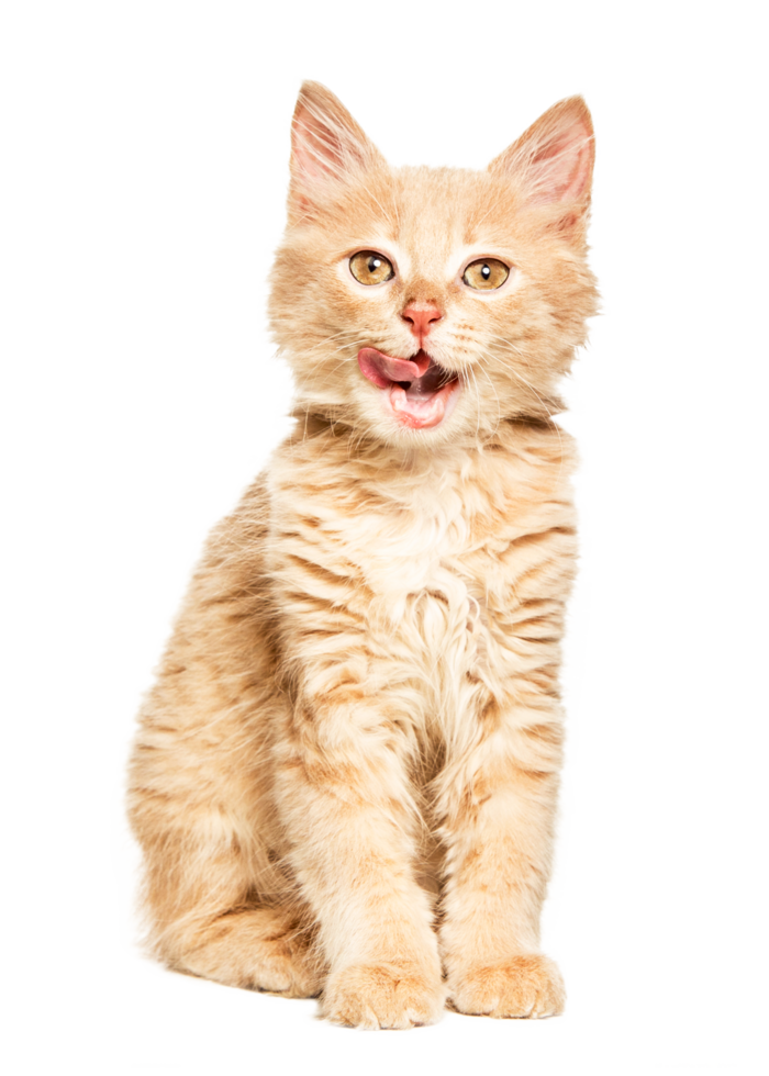 Cute red brown cat on Transparent Background png