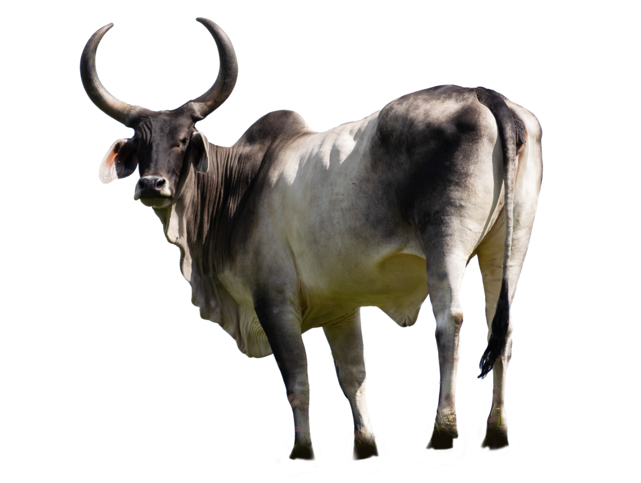 Qurbani Cow For Eid ul Adha on transparent Background. White black Cow on transparent Background png