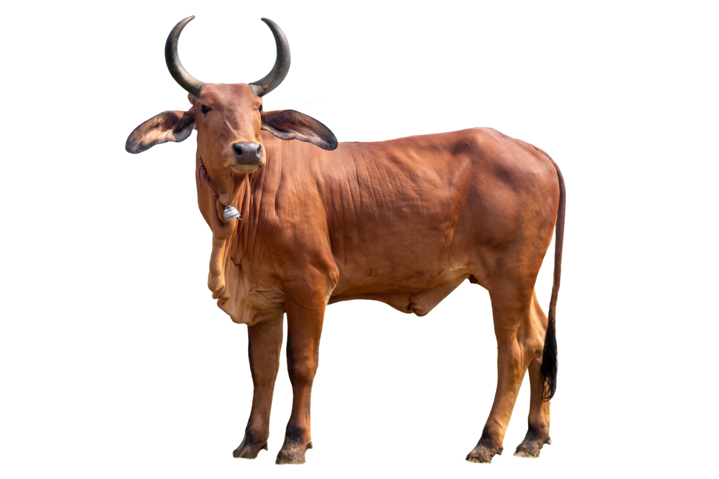 Qurbani Cow For Eid ul Adha on transparent Background. Red Cow on transparent Background png