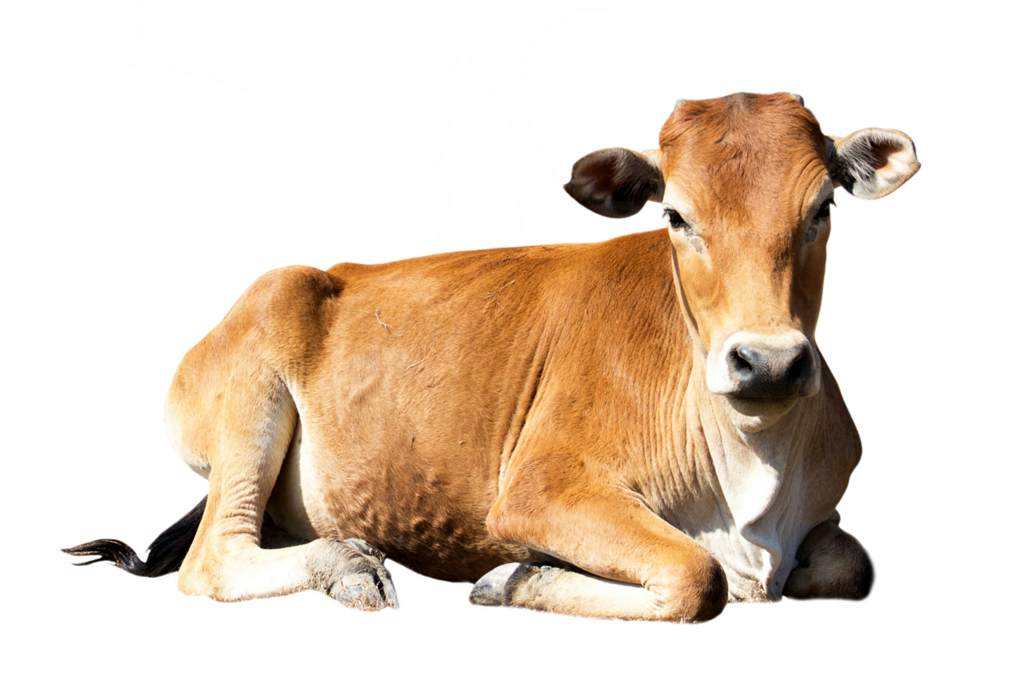 Qurbani Cow For Eid ul Adha on transparent Background. Cow on transparent Background png