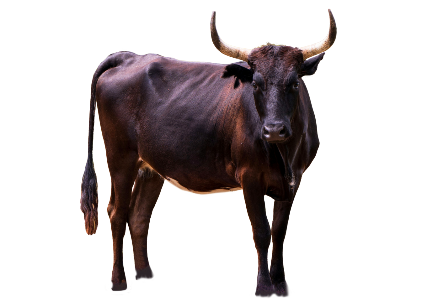 Qurbani Cow For Eid ul Adha on transparent Background. Black Cow on transparent Background png