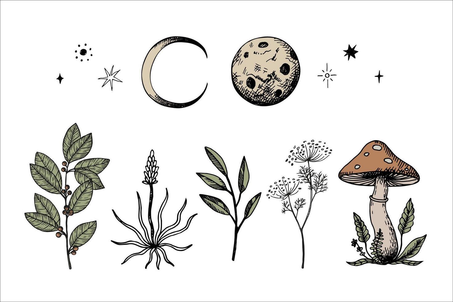 Mystical engraved set with stars, sun, moon, month, magical plants. Hand drawn esoterica illustration on isolated background in boho style. Design for print, card, paper, logo, tattoo, flyer vector