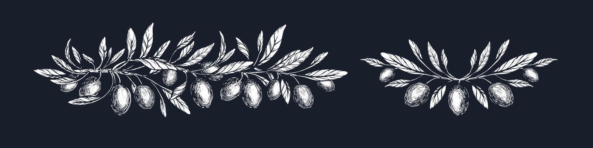 Olive texture set. Botanical branch, leaves, fruits vector