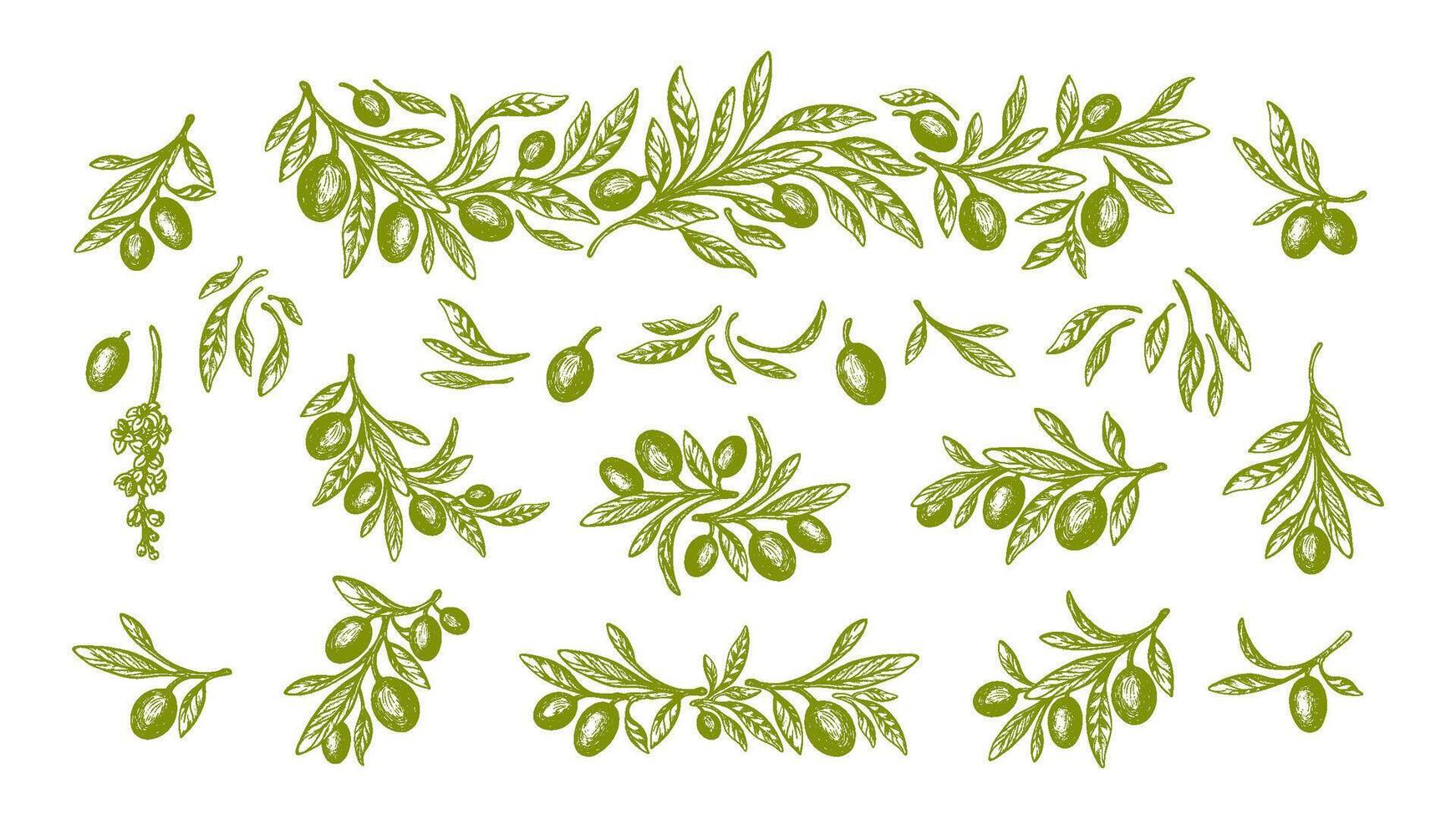 Olive plant batch Sketch branch, leaf, green fruit vector