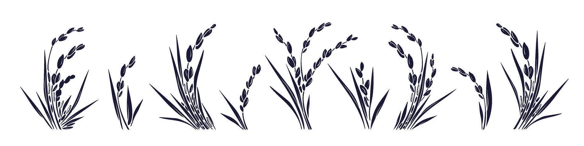 Rice plant and grains, leaves. Graphic collection vector