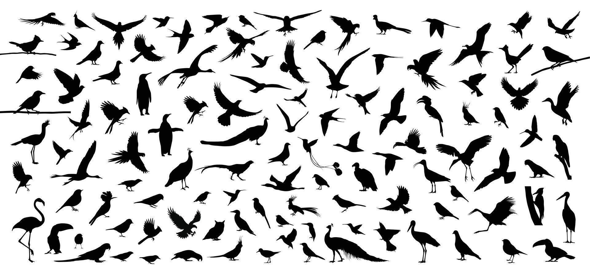 Bird silhouette collection. Bird silhouette bundle. Set of various bird breed silhouettes, illustrations, icons, and graphic elements, isolated on white background vector