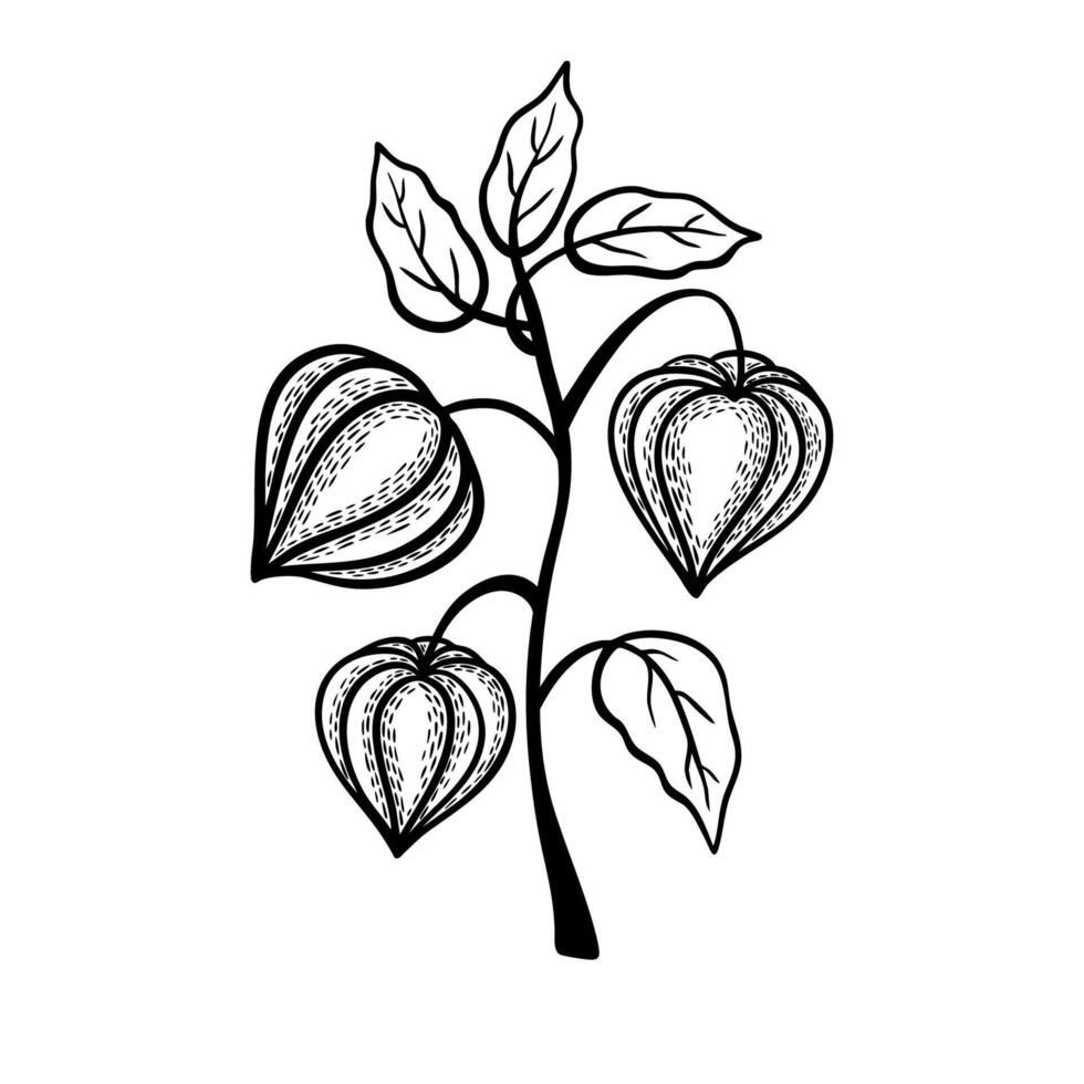 Physalis branch with leaves monochrome vector