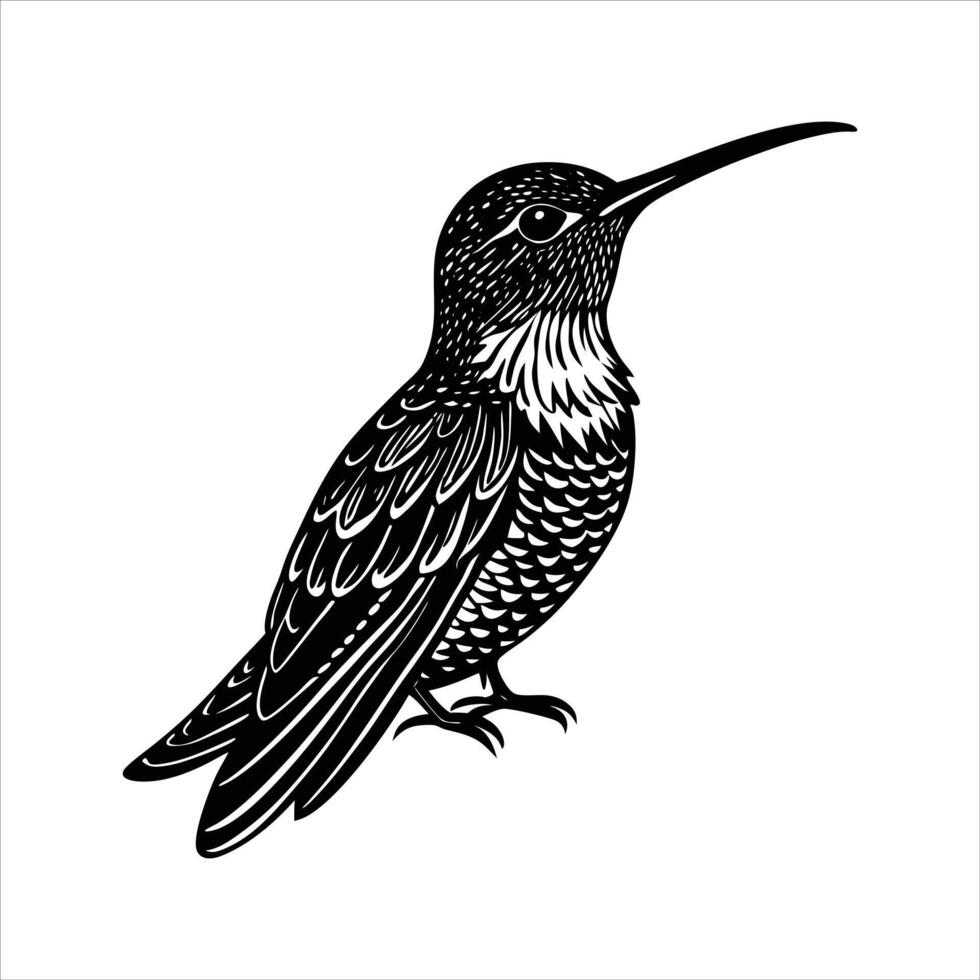 Green-breasted Mango Guide vector