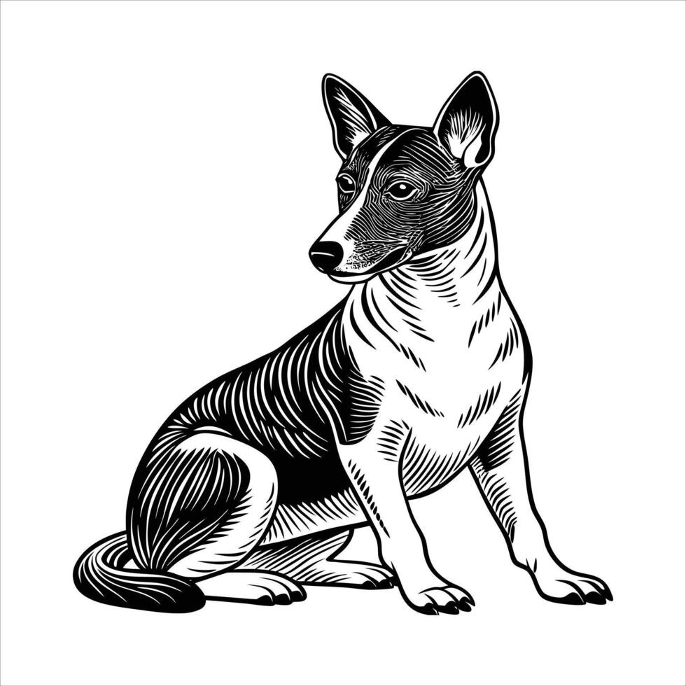 Basenji Breed Informatio vector