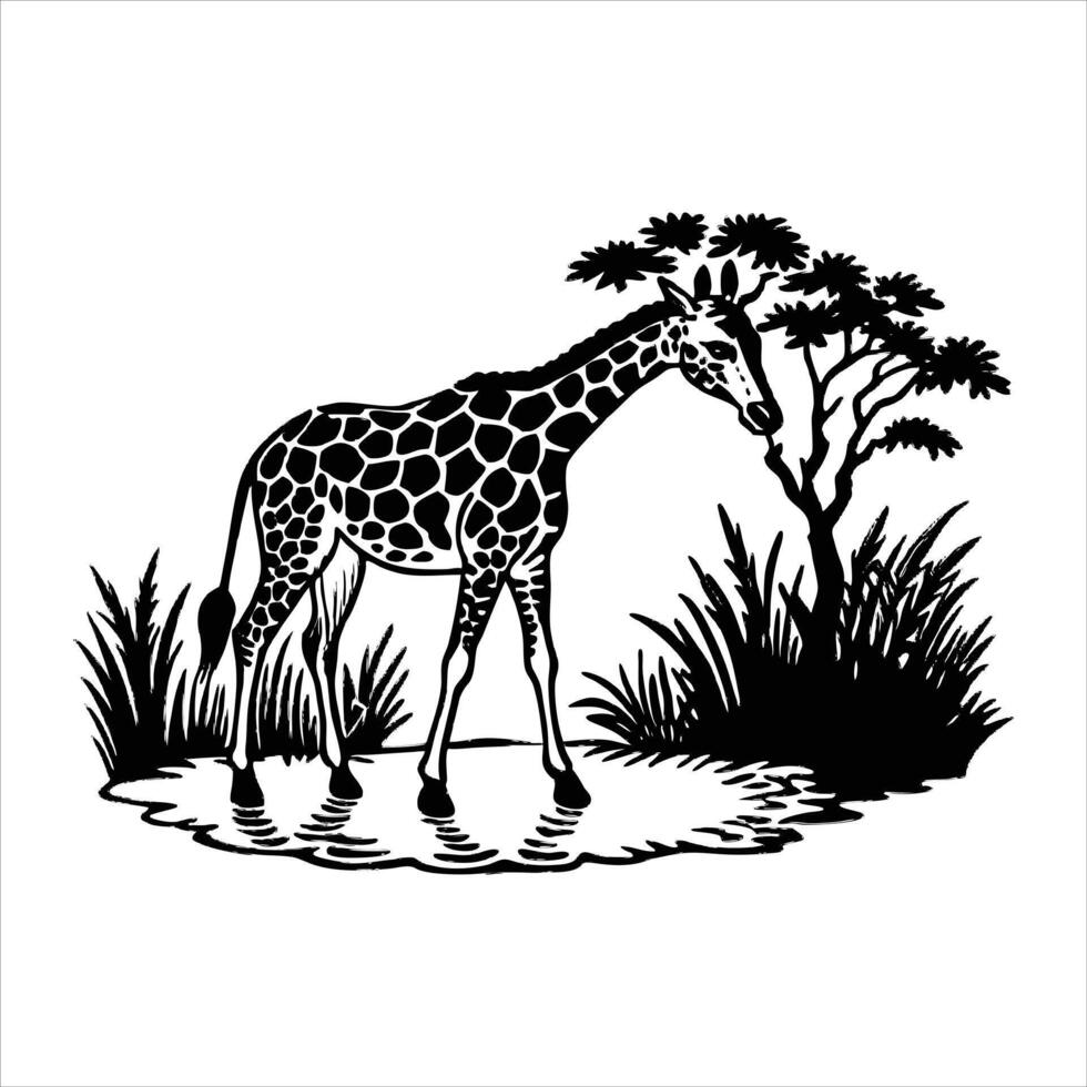 Giraffe drinking water at the pond. Black and White vector