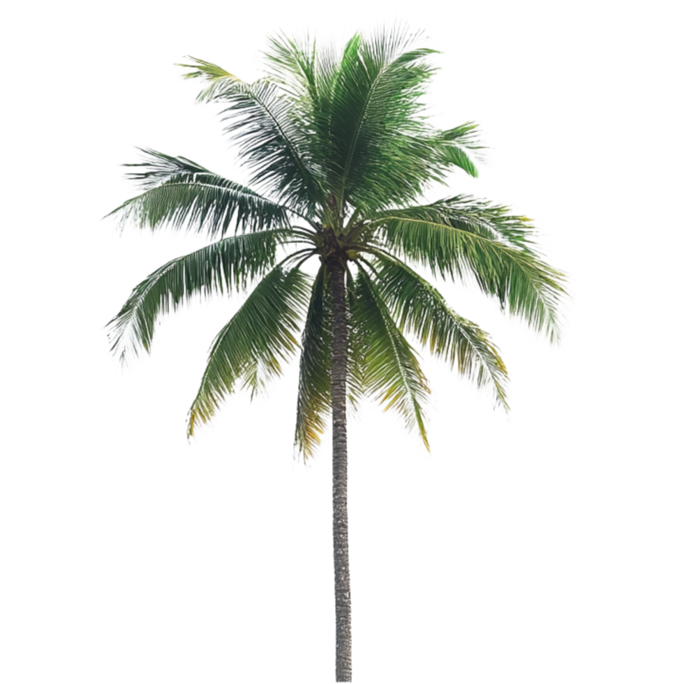 A palm tree is shown against a transparent background png