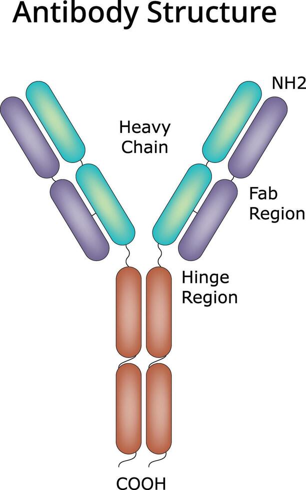 Antibody Structure Science Design Illustration Diagram vector