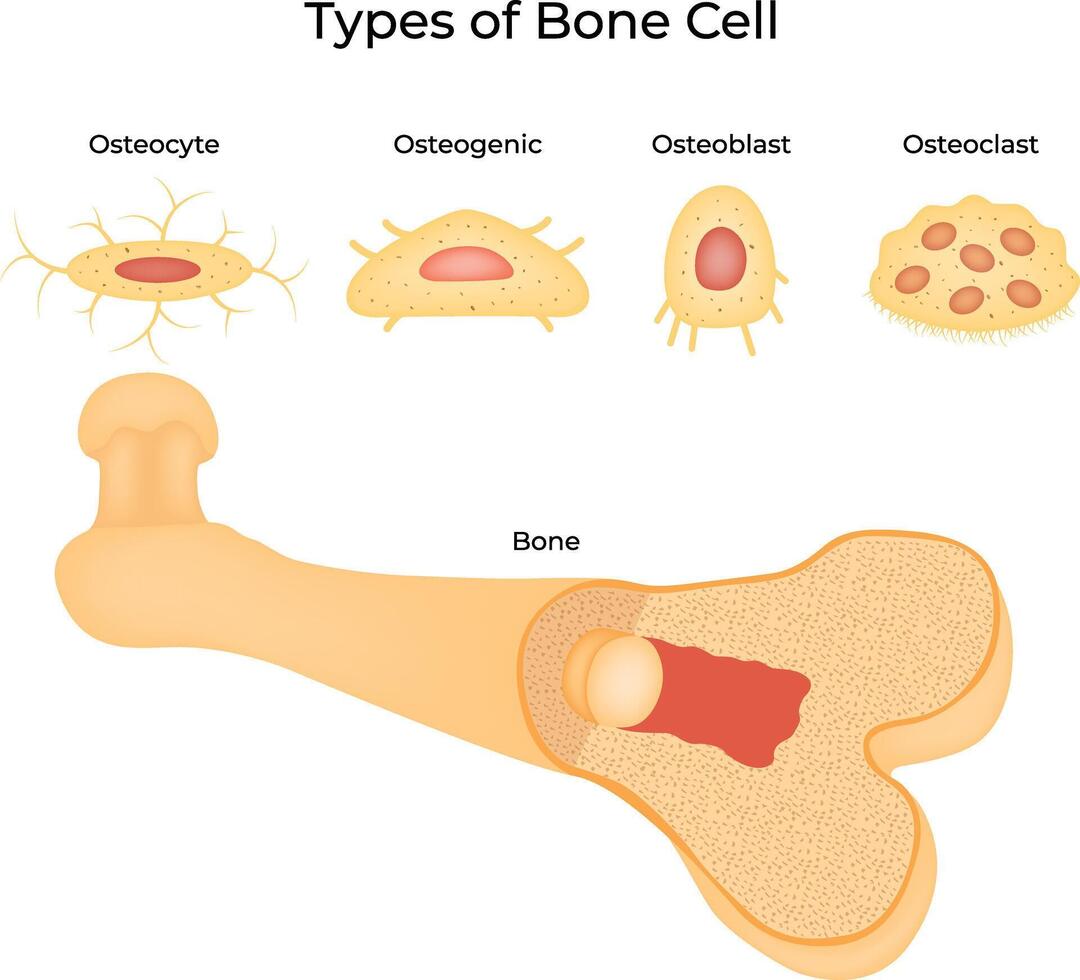 Types of Bone Cell Science Design Illustration Diagram vector