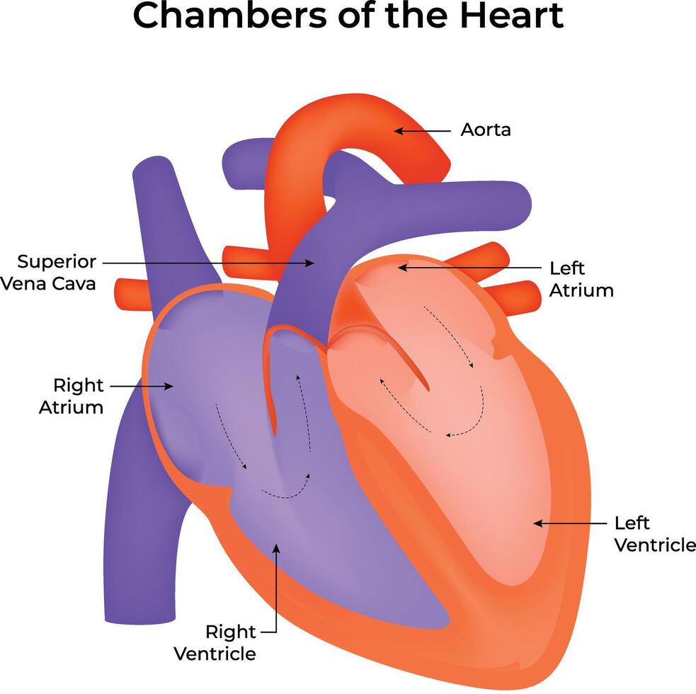 Chambers of The Heart Science Design Illustration Diagram vector