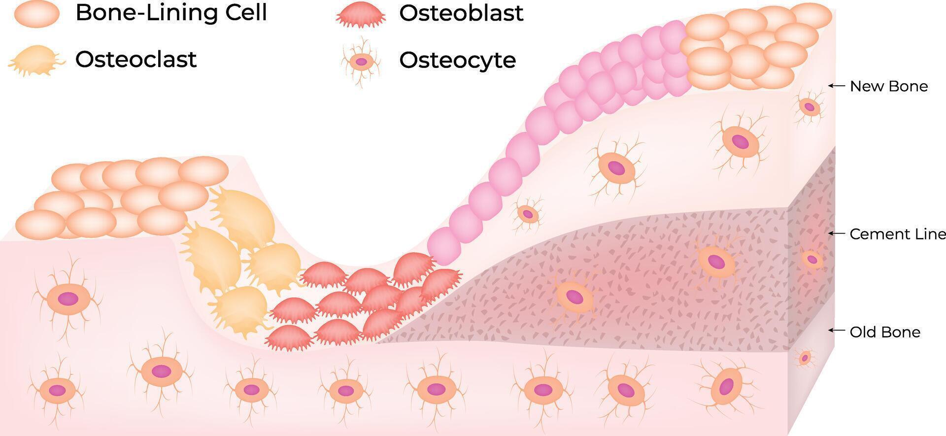 Bone Lining Cell Osteoblast Osteoclast Osteocyte Science Design Illustration Diagram vector