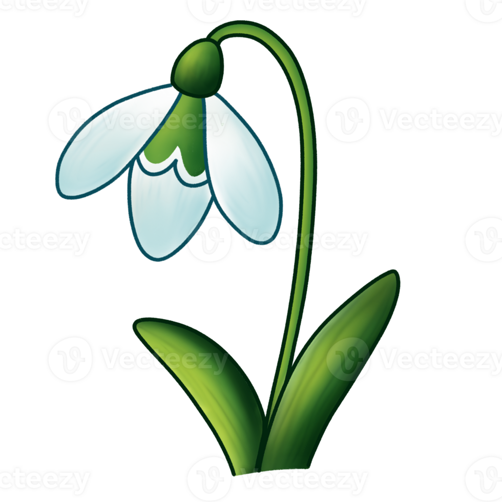 Snowdrop Spring March Flower png
