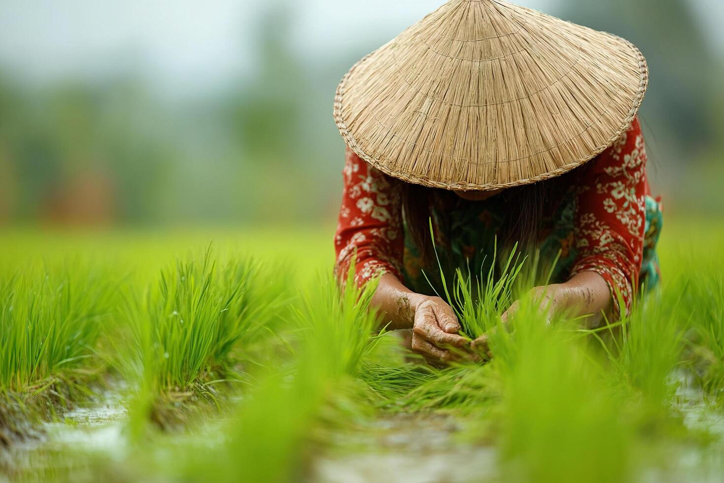 An Asian woman wearing a straw hat plants rice in wet soil. Generated by artificial intelligence photo