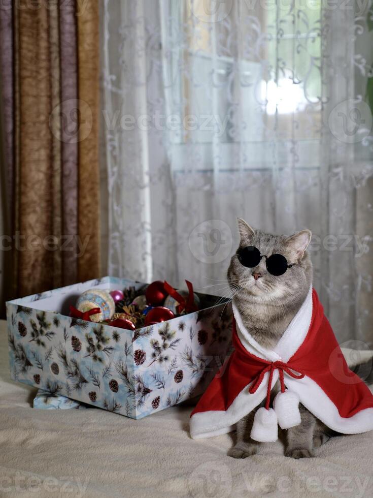 Scottish straight cat in New Year's red suit and sunglasses for New Year, Christmas. A pet on the eve of the holidays 2025 at home on the bed photo
