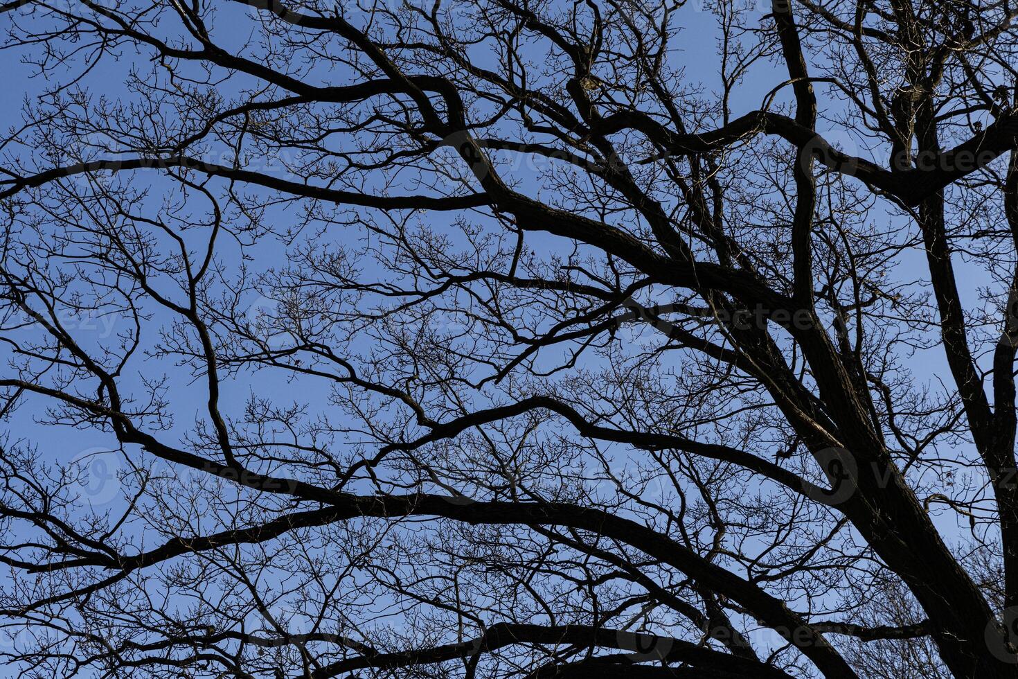 Branches of oak tree, without leaves against blue sky. Spring landscape photo