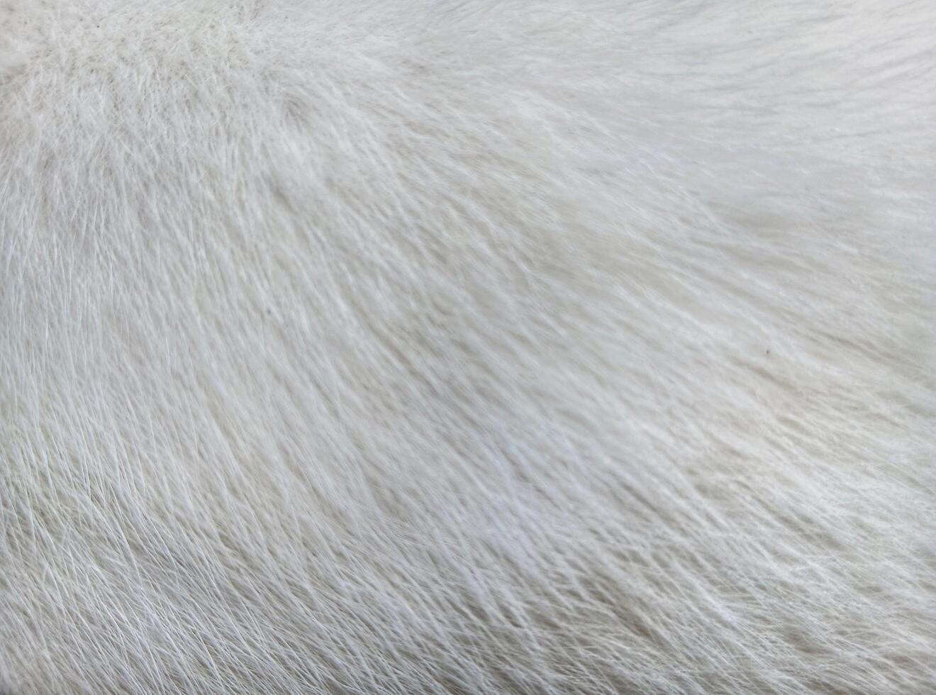 White cat fur close up background texture. photo