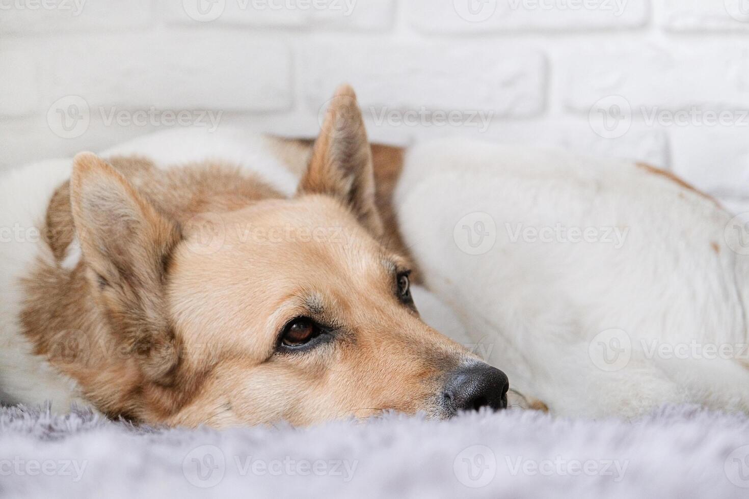 cute mixed breed dog sitting on fluffy gray rug at home, white brick wall background photo