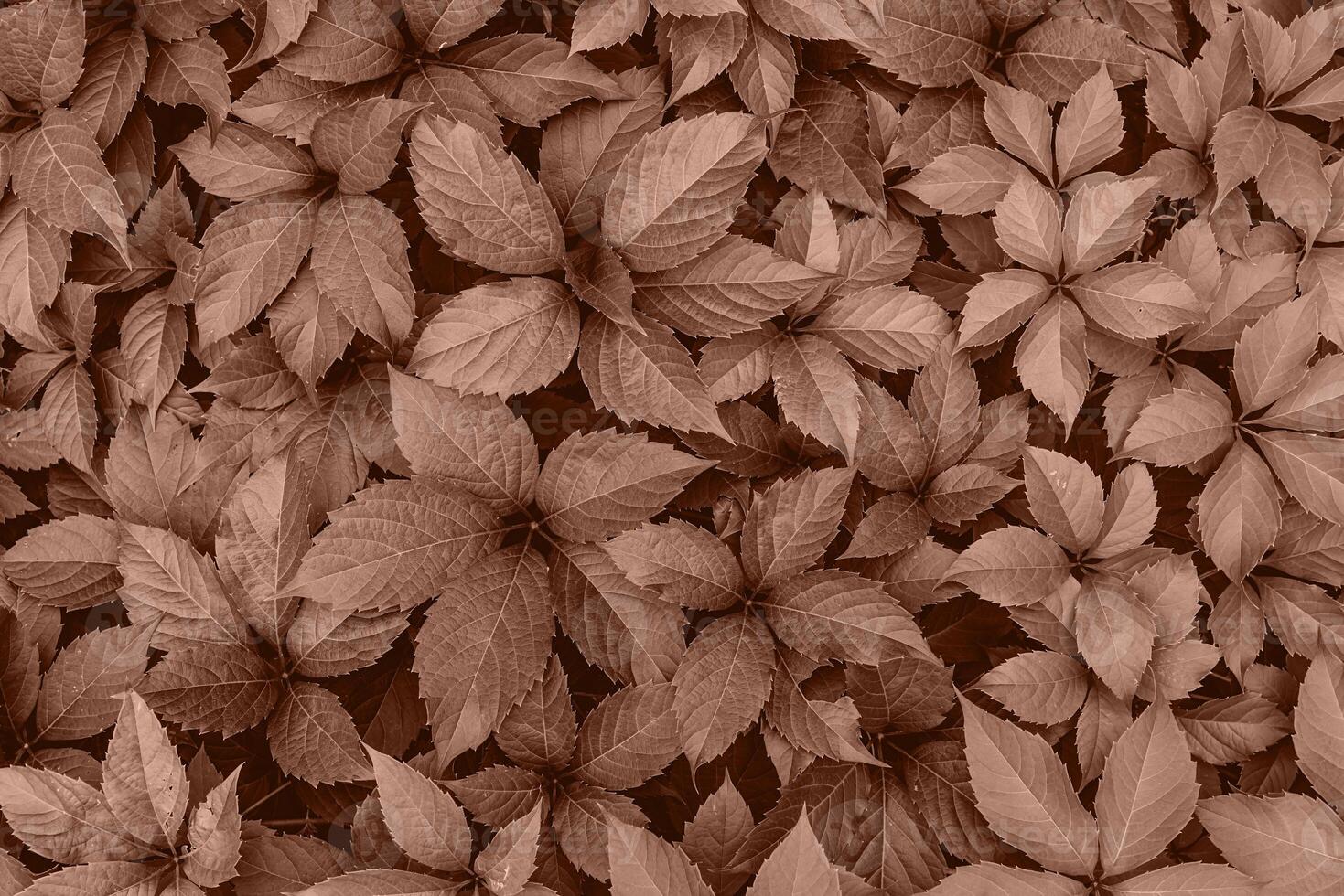 leaves vines of Parthenocissu background or texture photo
