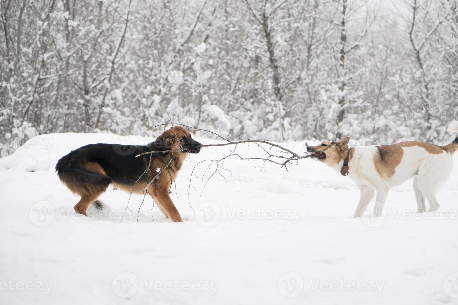 cute dogs playing in snowy forest, puling tree branch photo