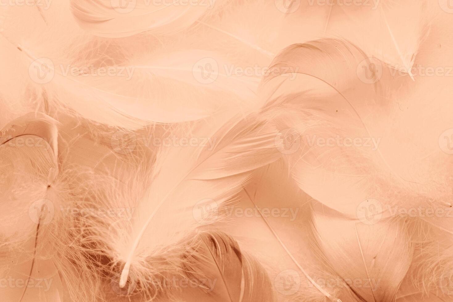 fluffy feathers toned with mocha mousse color photo