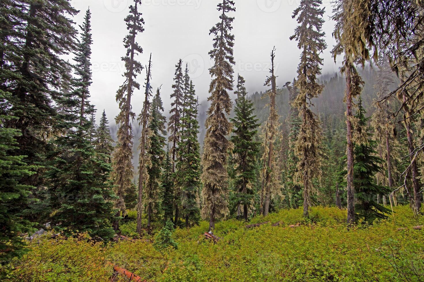 Misty forest with moss covered trees and lush undergrowth in British Columbia Canada photo