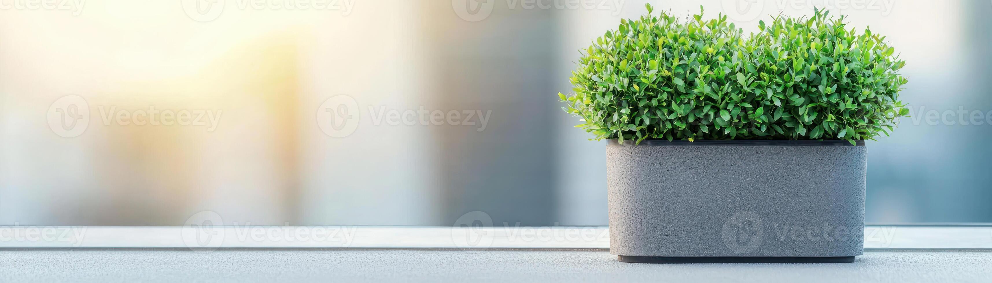 A vibrant green plant in a modern pot, adding freshness to your indoor space. photo