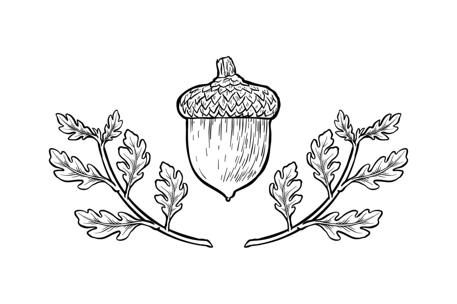 hand drawn illustration of oak and its leaves vector