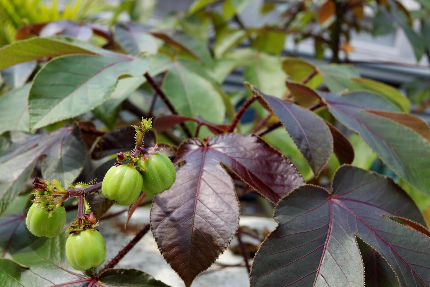 Light green fruits of Bellyache bush or Jatropha gossypiifolia on branch with leaves. Another name is Black Physicnut, Cotton leaved Physicnut, Cotton leaf Physicnut, Cotton leaf Jatropha. photo