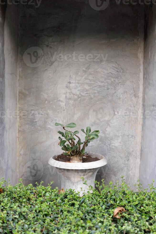 Cement retro style pot in smooth surface cement rectangle frame with Adenium or Desert rose in pot and green leaves of plant at front. photo