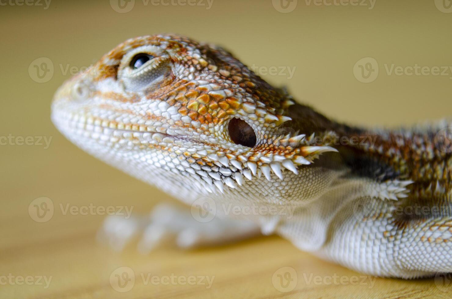Close up of bearded dragon head on wooden background photo