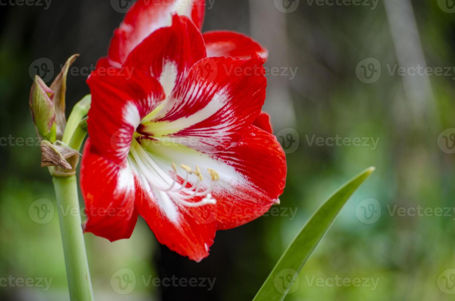 Close up view of Amaryllis flower with customizable space for text or message photo