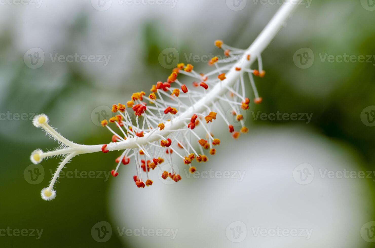 Close up view of hibiscus flower with customizable space for text or message photo
