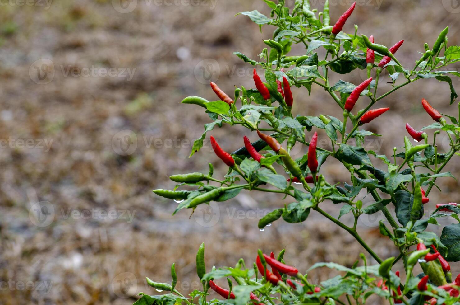 Extremely spicy red chili with customizable space for text photo