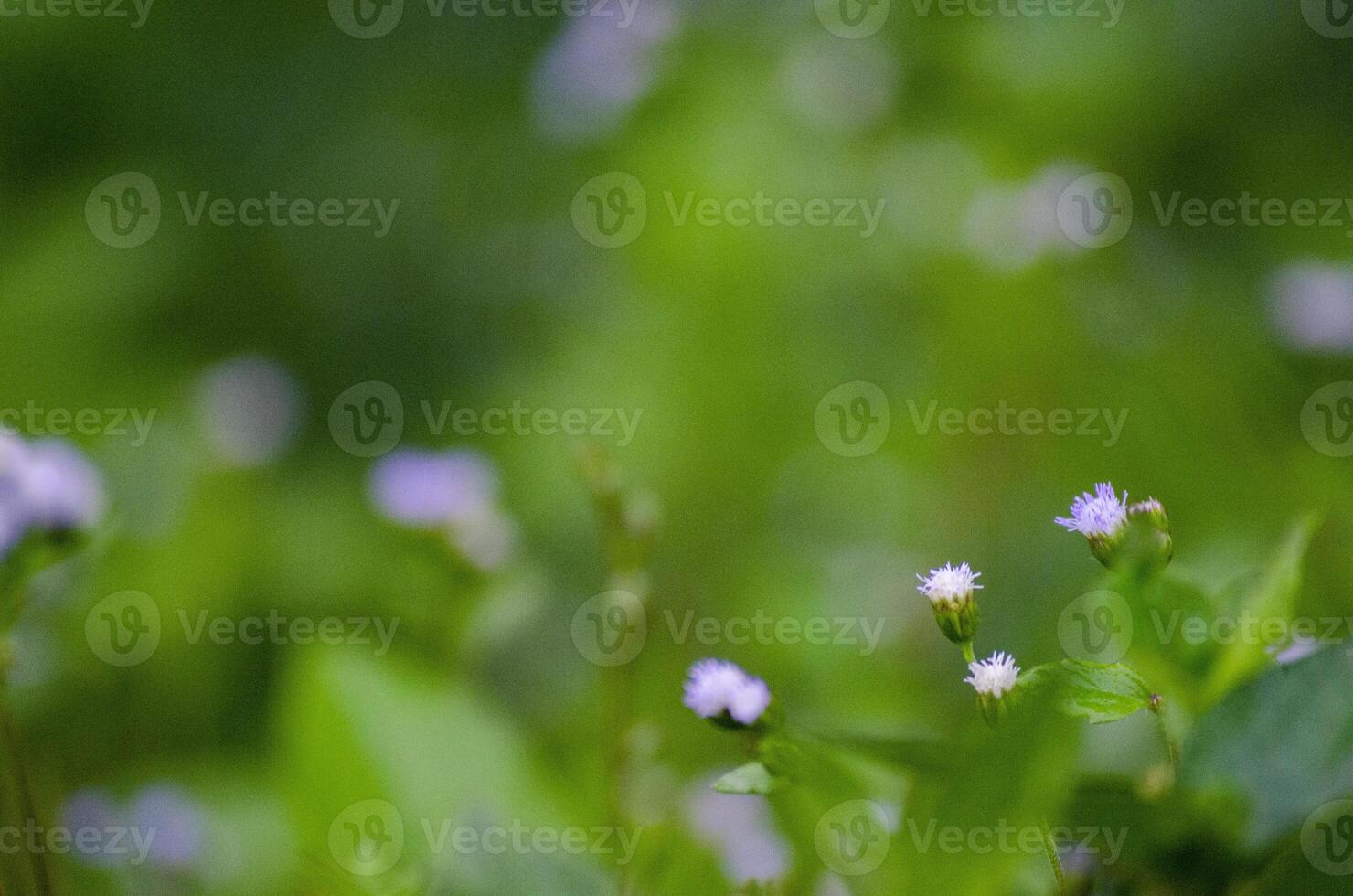 View of blurred nature suitable for wallpaper background photo